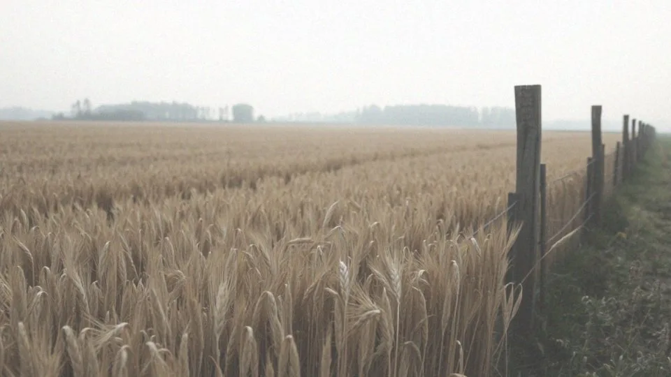 Jakie są zalecenia dotyczące ograniczenia szkód przez zwierzęta?