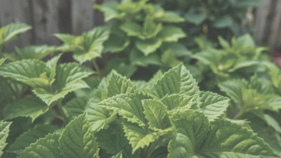 Jakie szkodniki mogą wpływać na liście hortensji?